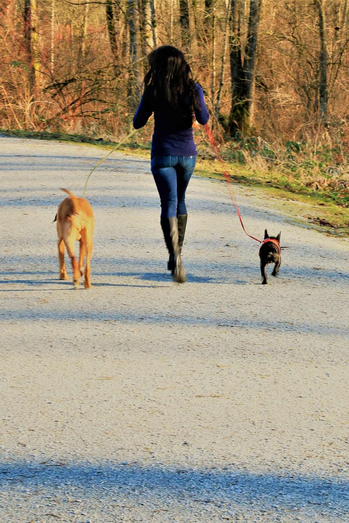 increase your steps by taking dog for a walk