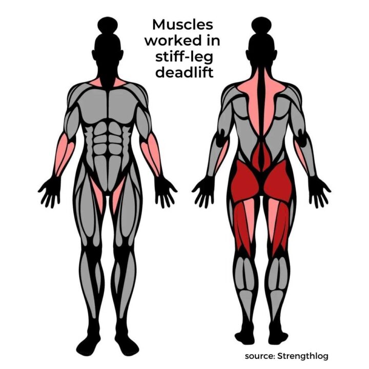 muscles worked in stiff leg deadlift