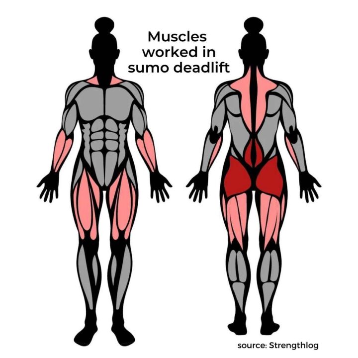 sumo deadlift muscles